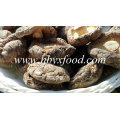 Visage de champignons Shiitake lisse